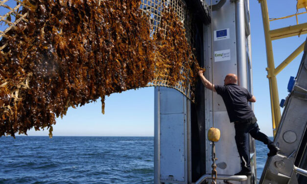 Water windparken goed voor oesters en zeewierboerderij