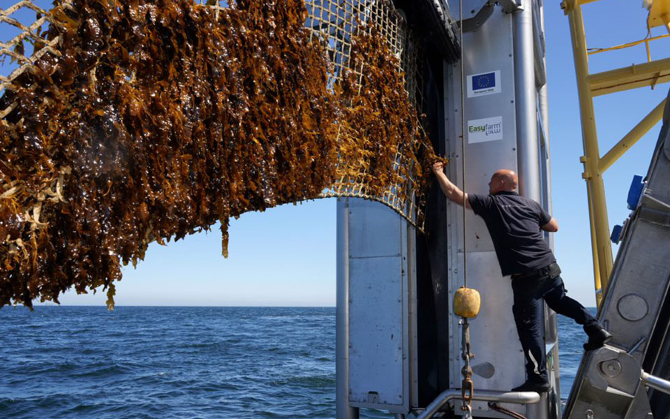 Water windparken goed voor oesters en zeewierboerderij