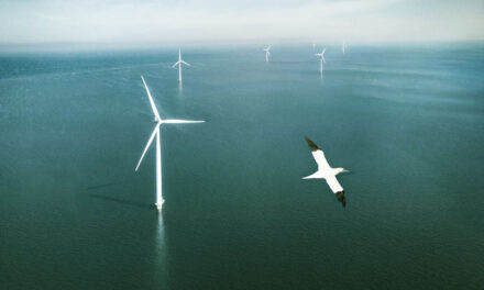 Hollandse Kust (west), kavel VI wordt meest ecologische windpark tot nu toe