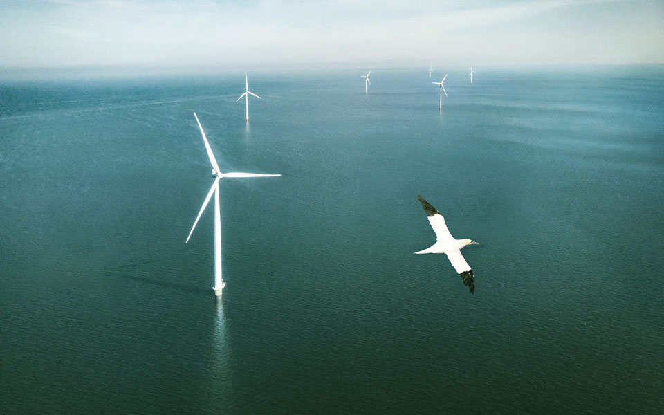 Hollandse Kust (west), kavel VI wordt meest ecologische windpark tot nu toe